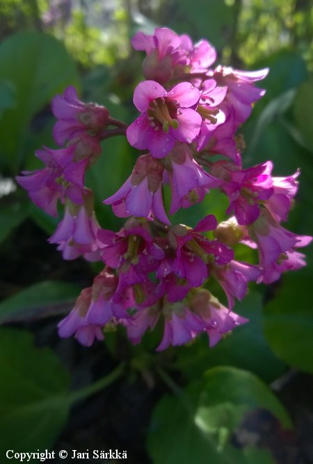 Bergenia crassifolia, soikkovuorenkilpi